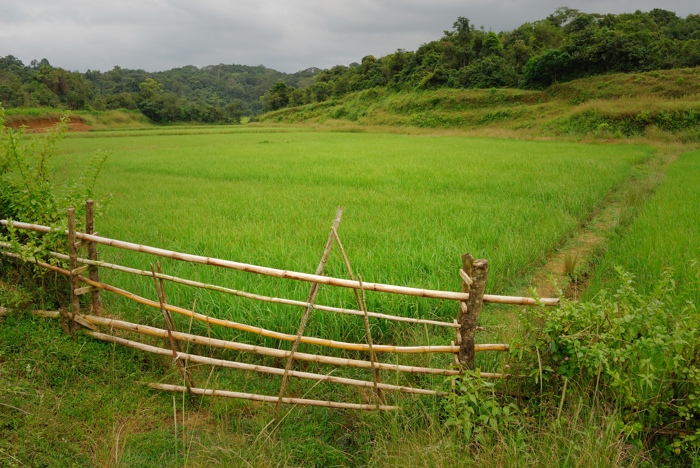 Paddy Field