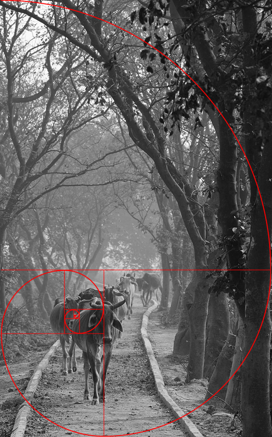 Cows with Fibonacci Spiral