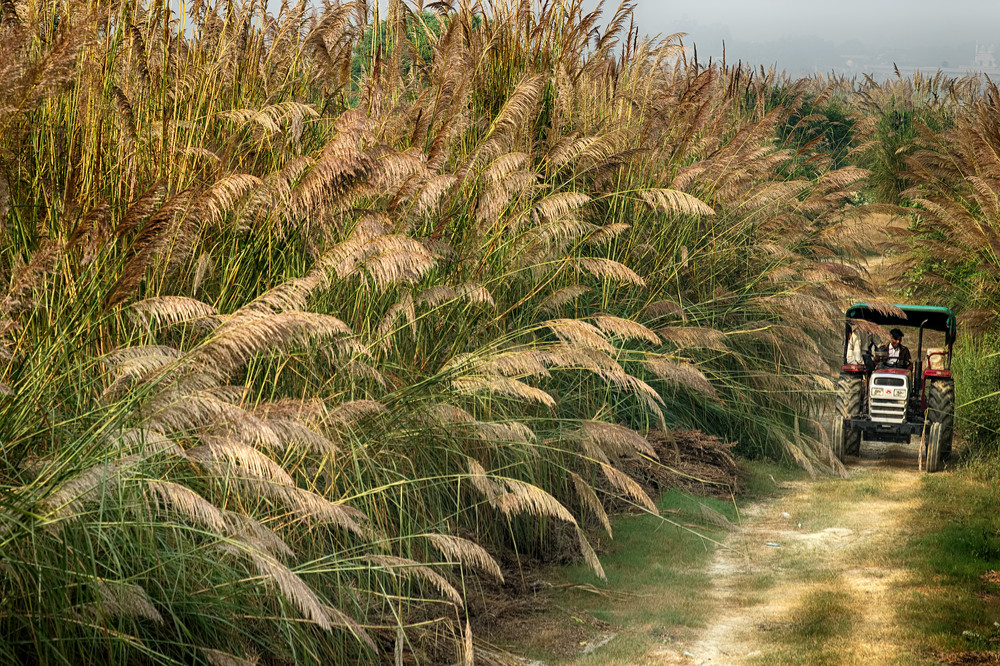 Tall Grass and Tractor