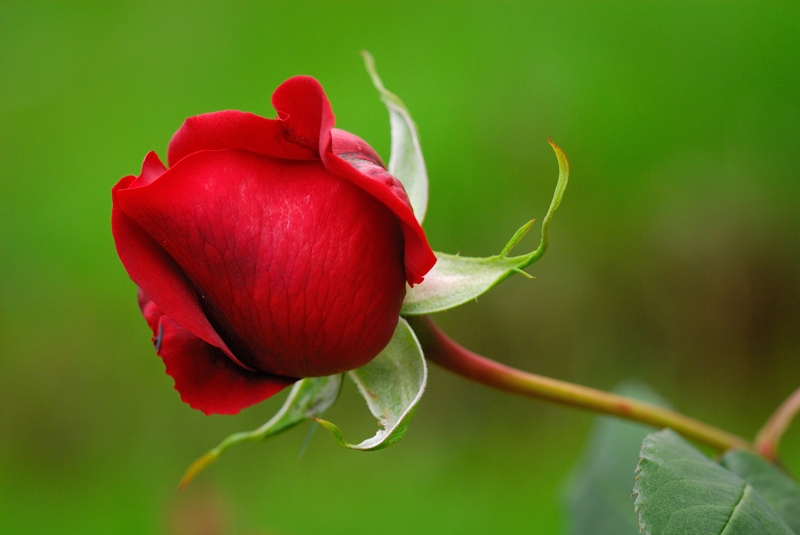 Red Rose