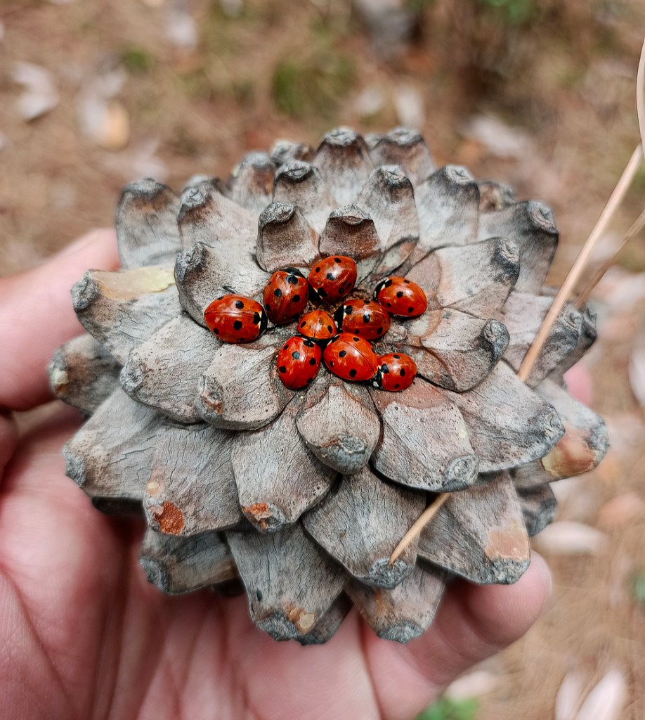 Ladybirds under Pine
