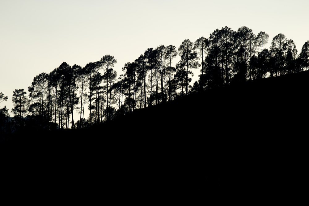 Silhouette of Pines