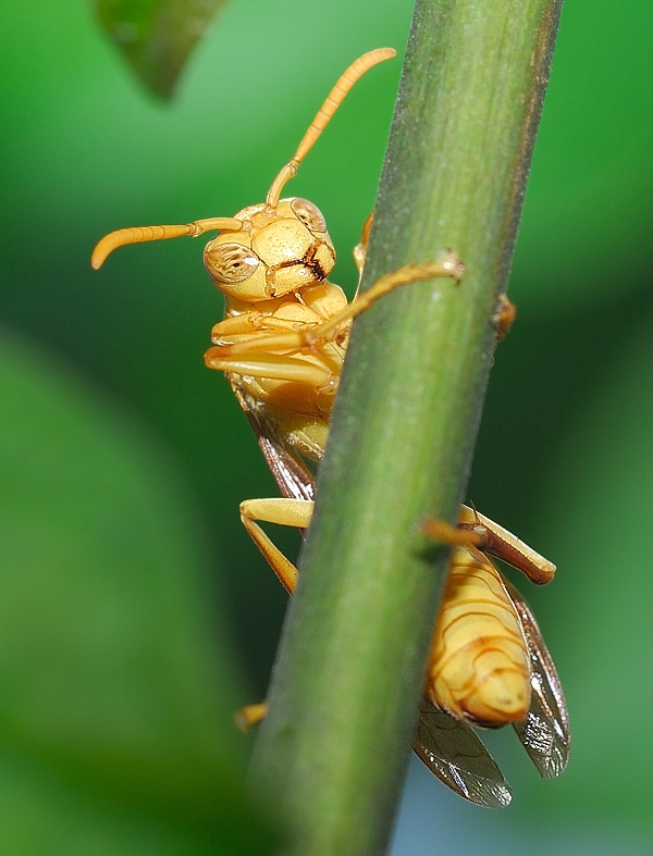 Wasp photographed with Sigma 105mm macro EX DG lens on Nikon D200