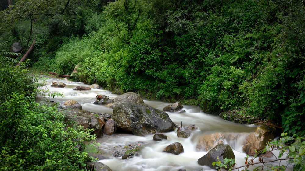 Mountain stream hidden in by foliage
