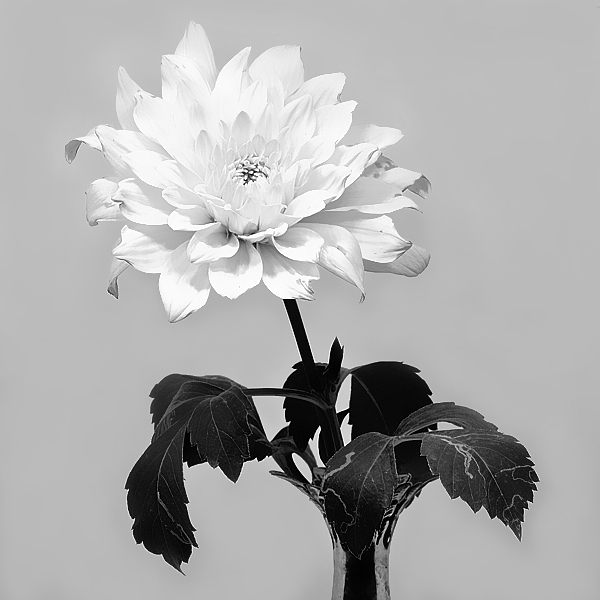 Black and White Flower