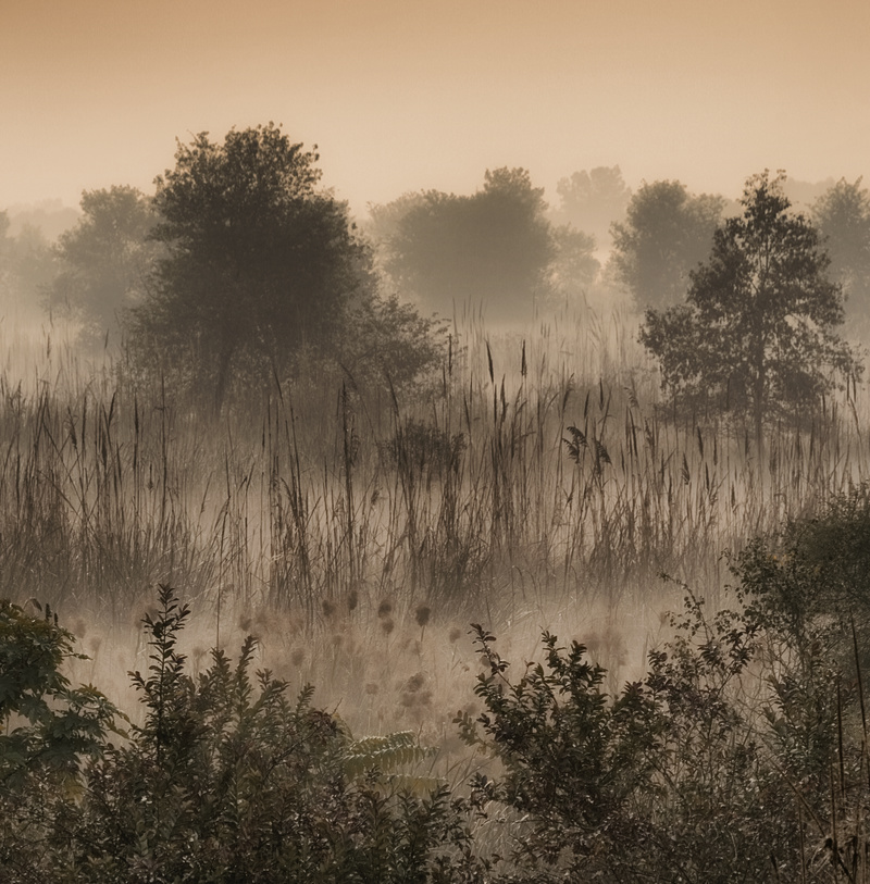 Forest with lifting fog