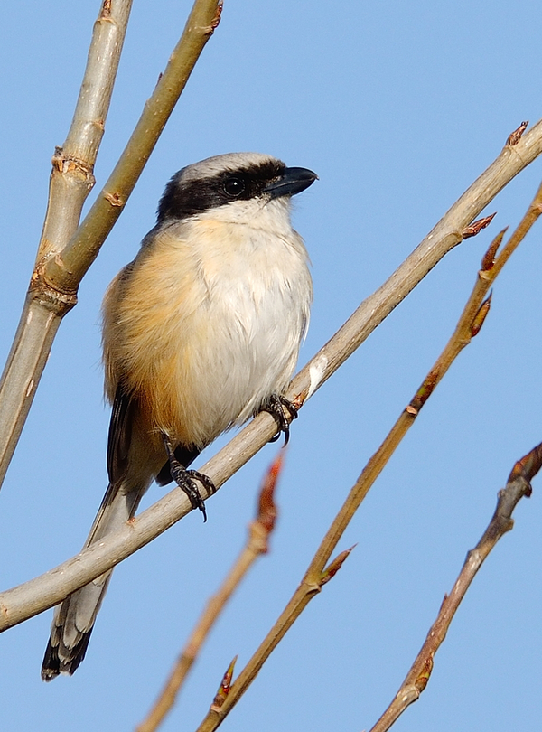 Shrike