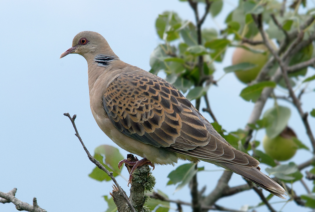 Turtle Dove on an apple tree