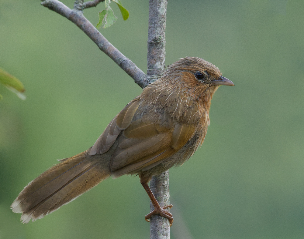 Bird on apple tree