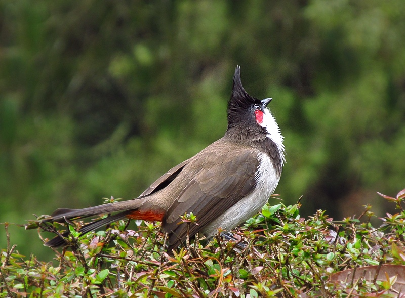Bird using a Canon Powershot SX130 IS camera