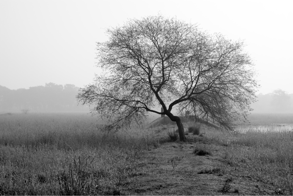 Lonely Tree