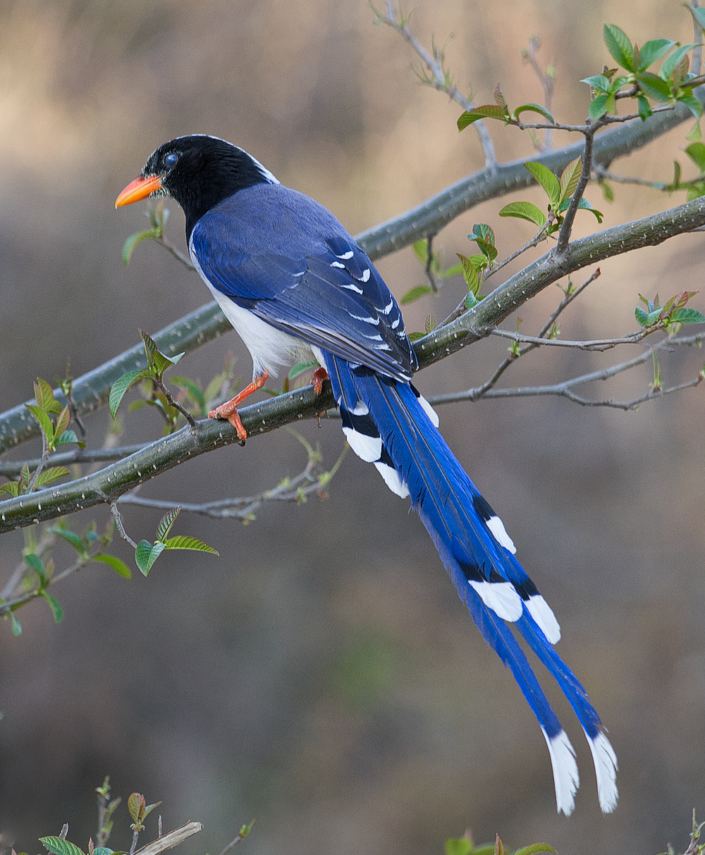 Orange Billed Blue Magpie