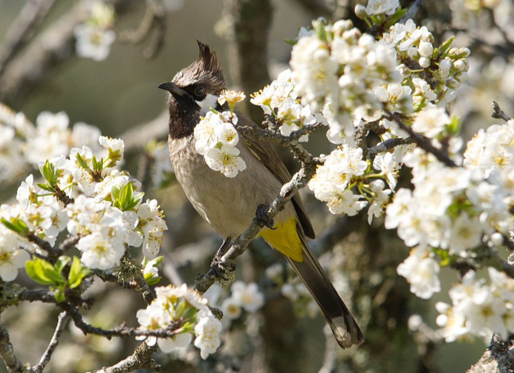 Himalayan Bulbul on Plum Blossoms