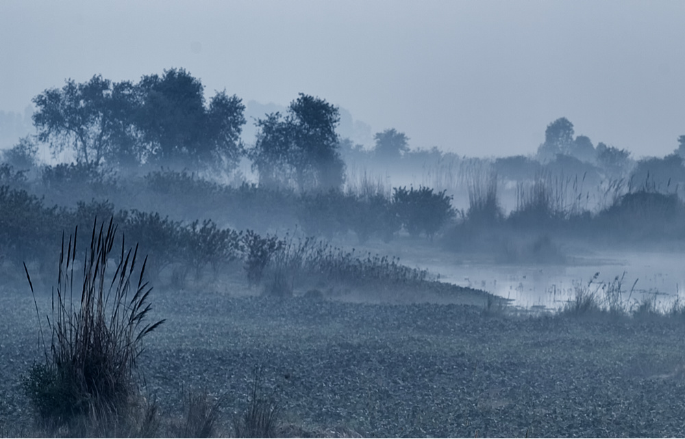 Marsh and Fog