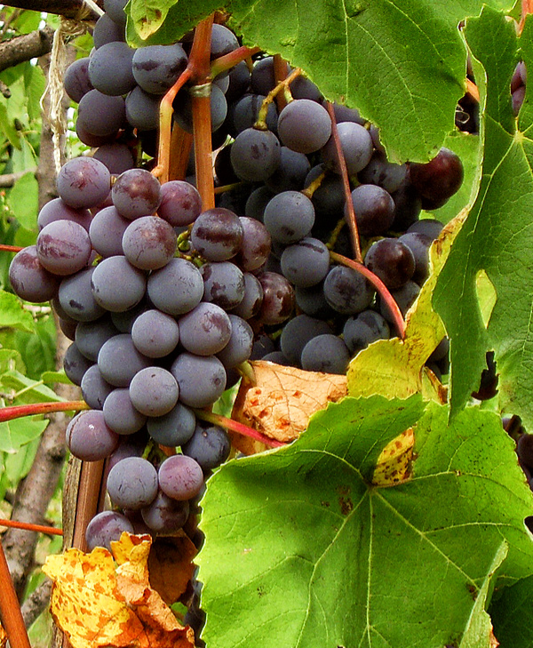 Grapes with Compact Camera