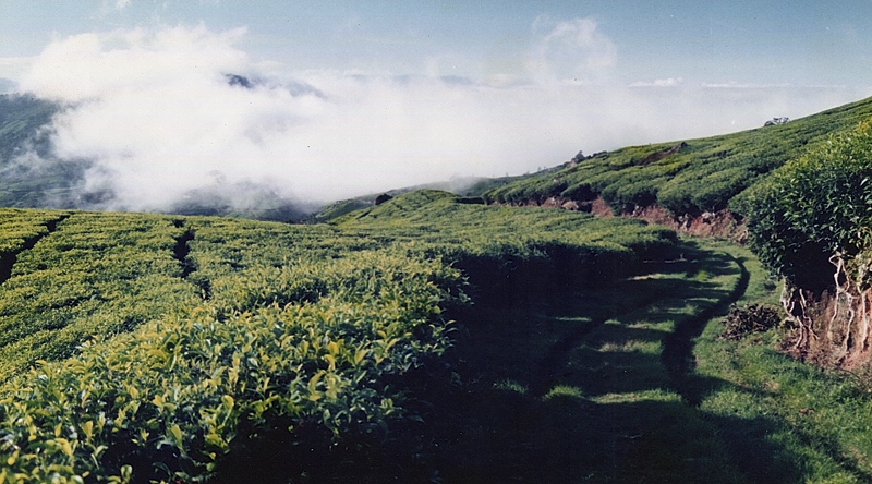 Clouds and Tea Plantation