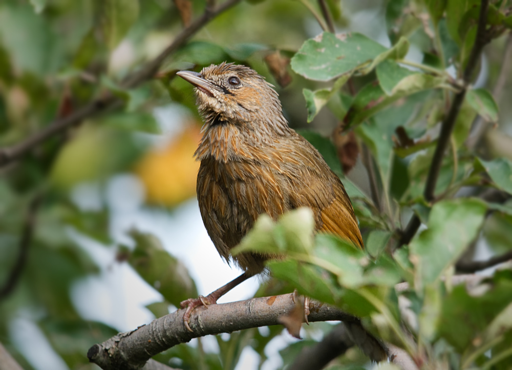 Striated Babbler
