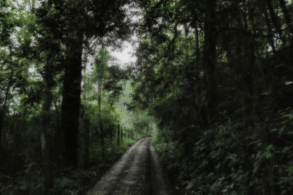 Late evening in forest