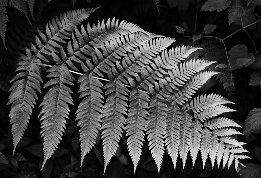 Fern Leaf