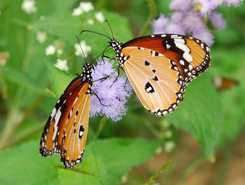 Micro Nikkor 105mm f/2.8 AI-s – Maini's Hill Cottages