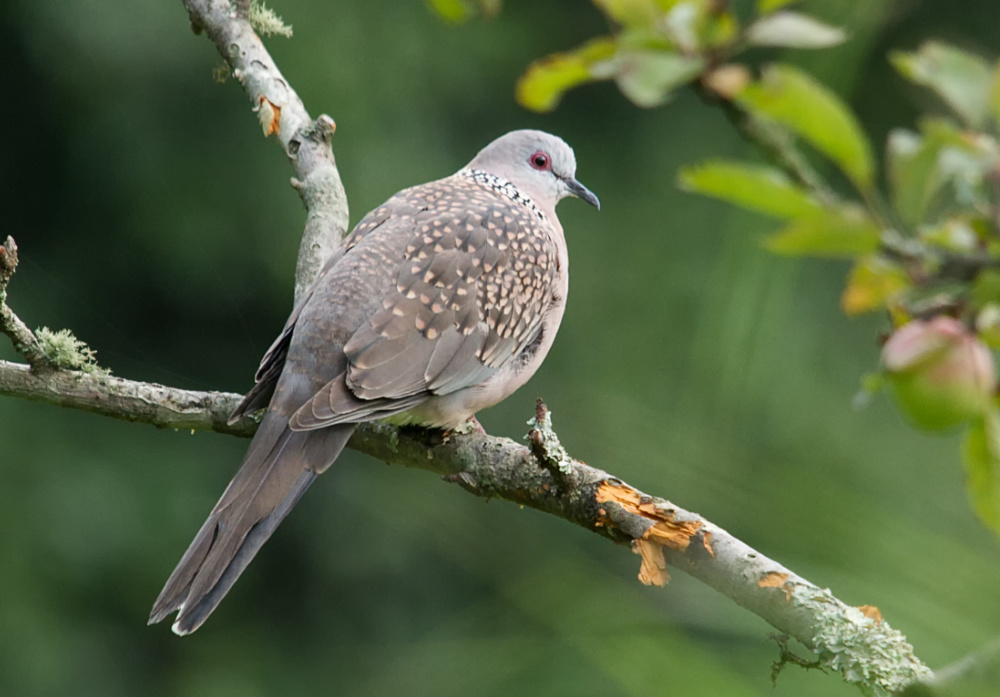 Turtle Dove