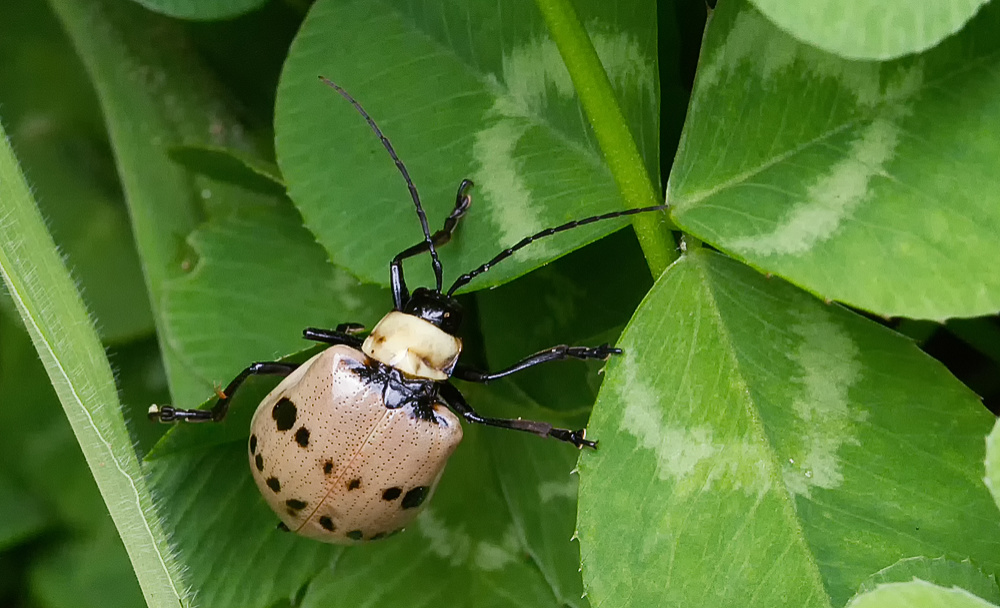 Beetle on Clover Leaves