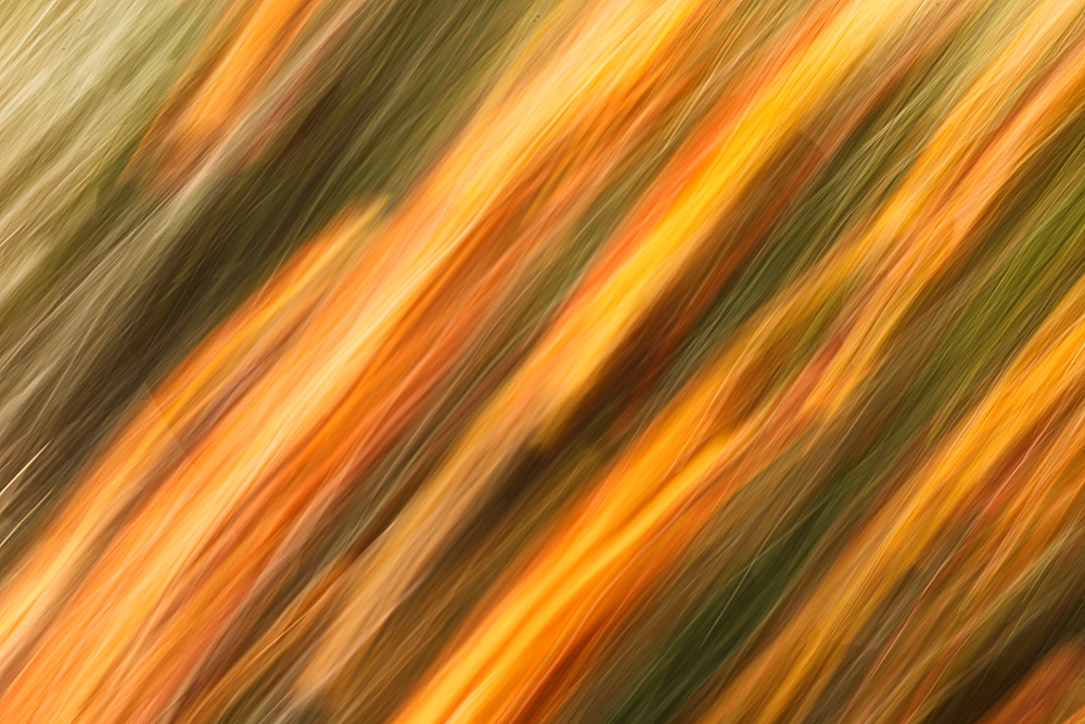 Fiery Blurs Abstract Image