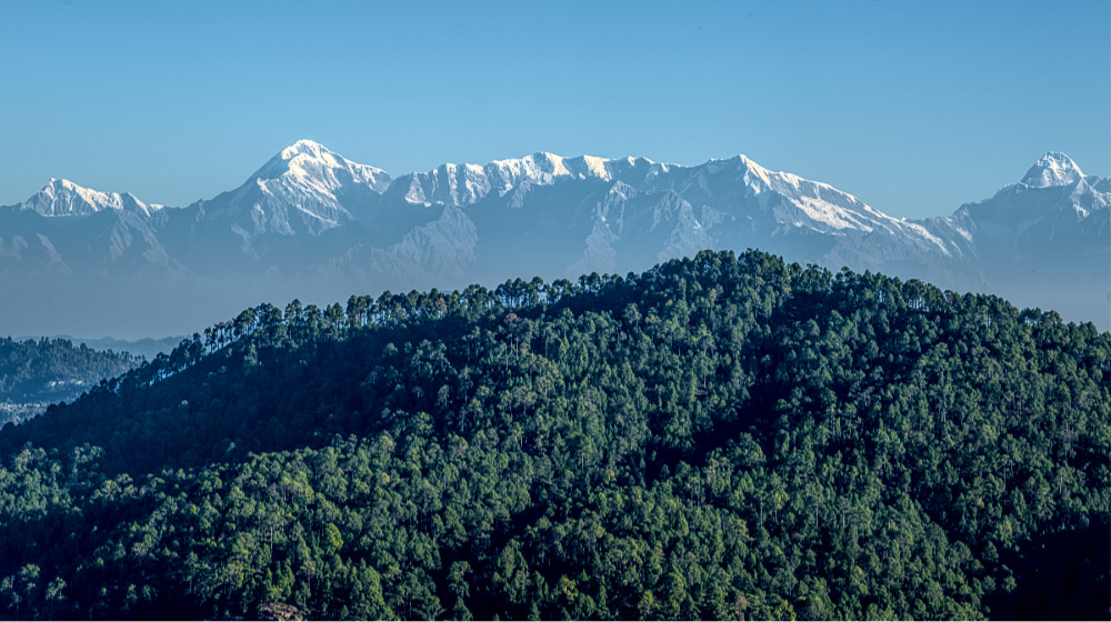 Snow Peaks from Forest