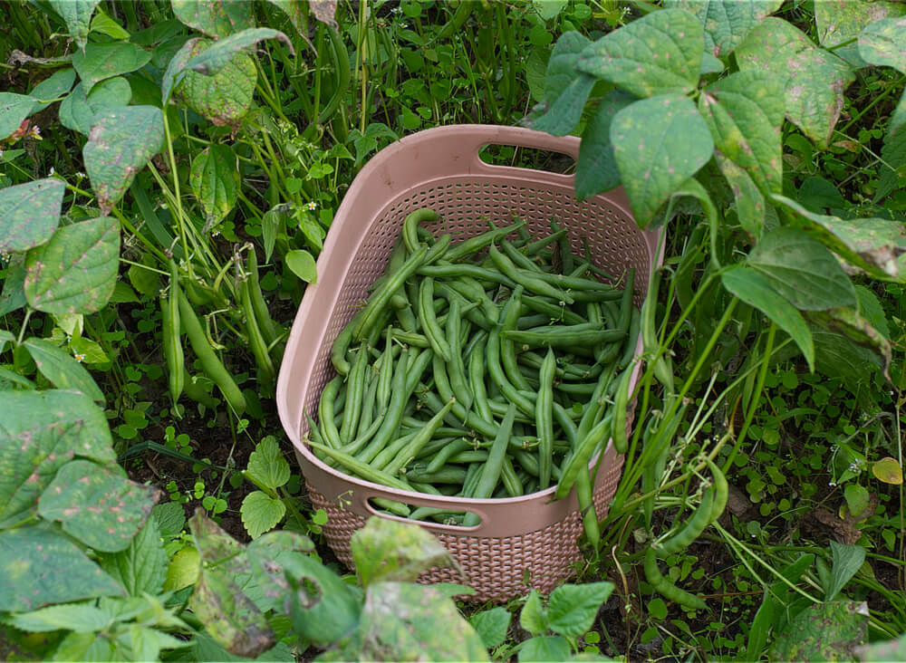 Picture of Beans in a Basket