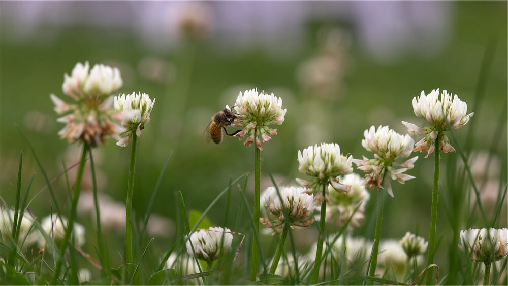 Bee on White Dutch Clover