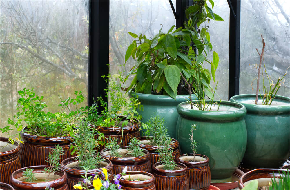 Herbs in Greenhouse