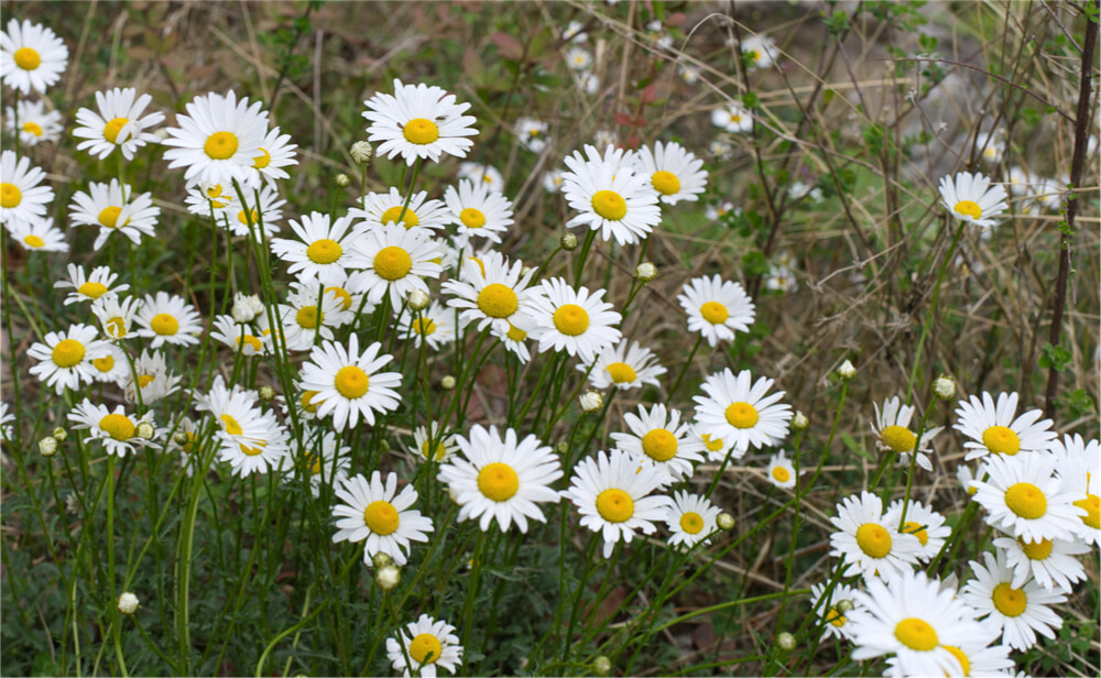 Wild Daisies