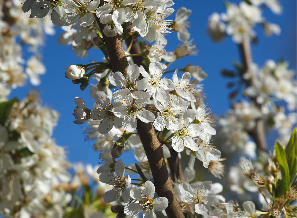 Plum Blossoms
