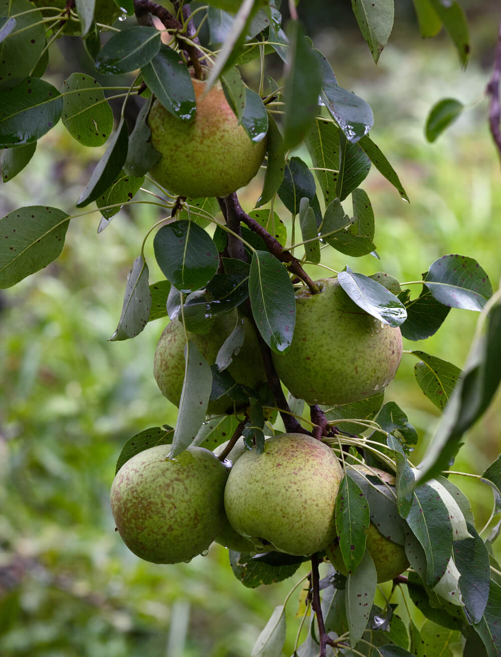 Pears - from Food Forest