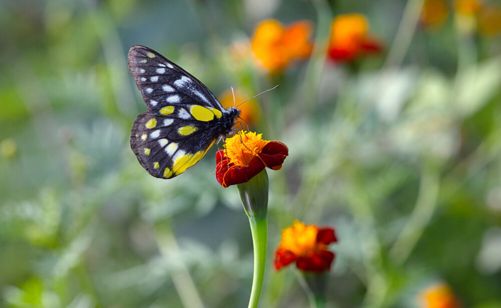 Butterfly on Wild Marigold