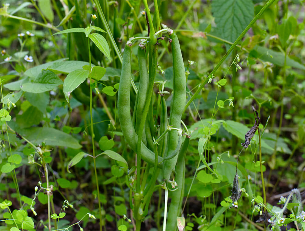 Homegrown Beans
