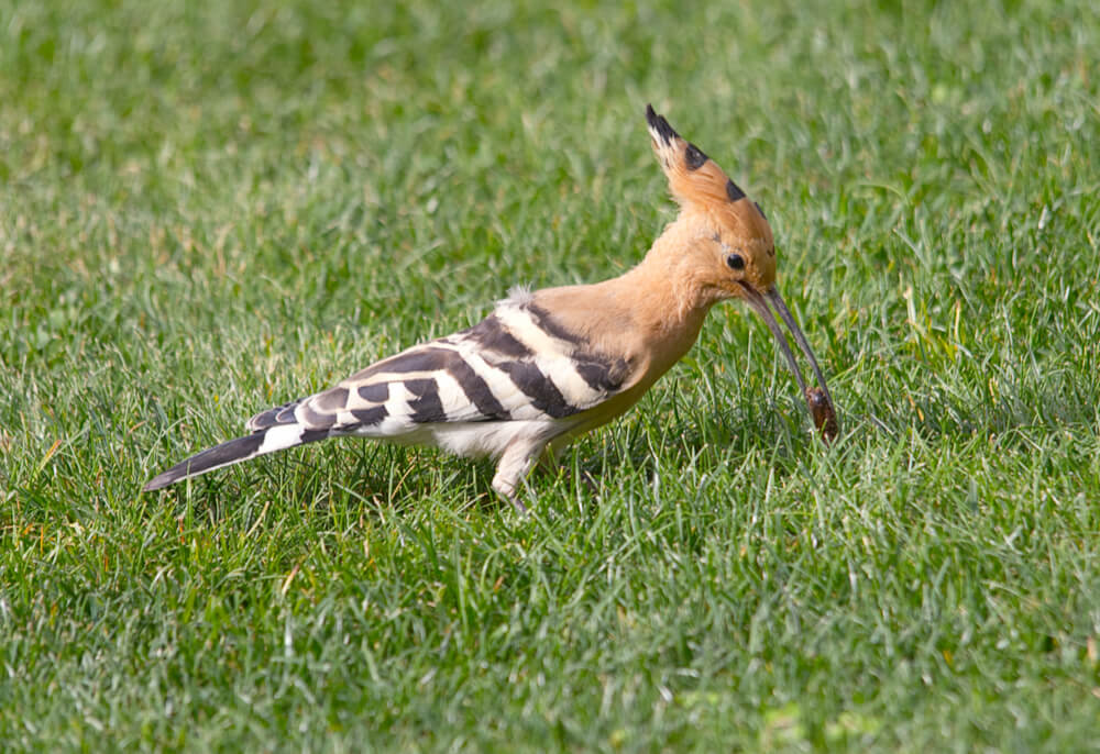 Hoopoe with Insect
