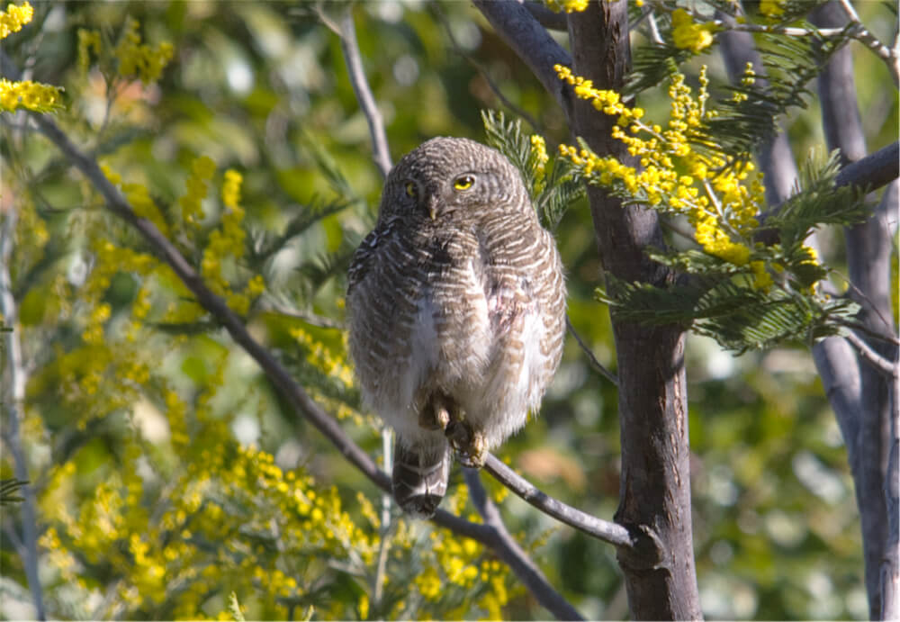Owl on Wattle Tree